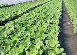 正寧縣家庭農場360平方米蔬菜保鮮冷庫安裝工程