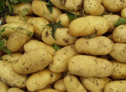 肅北馬鈴薯（土豆）700平米蔬菜保鮮冷庫設計方案