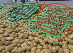 渭源馬鈴薯種薯420平米冷庫設計工程方案